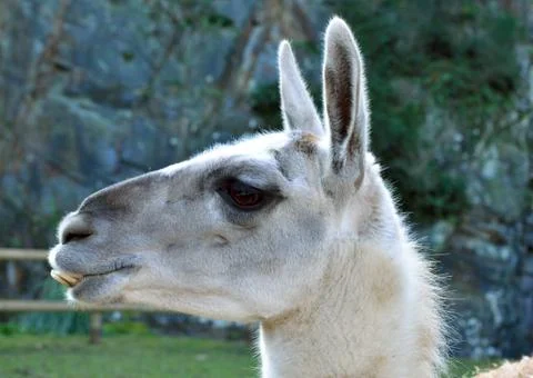 Lama side profile Stock Photos