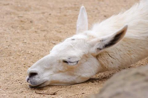 Lama sleeping Stock Photos