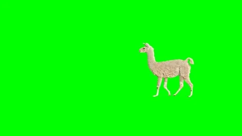 Lama slowly walking across the frame on green screen, real shot. Stock Footage 106558282