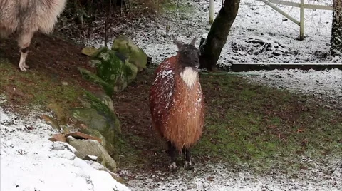 Lama in snowy backyard. Stock Footage 43264123