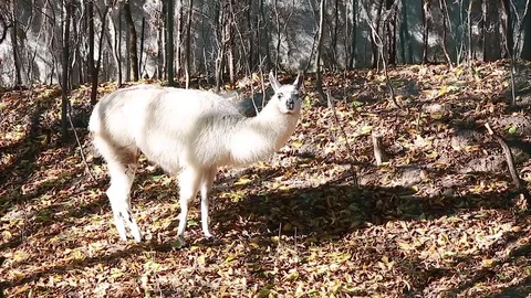 Lama on walk in the wood Stock Footage 79484151