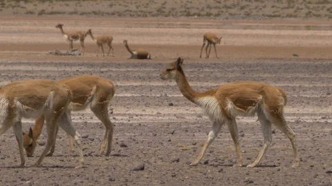 Lama Walking Video stock 86451721