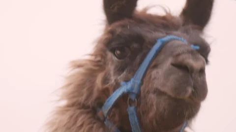 Lama watching in the camera / Closeup Face Видео 107767627