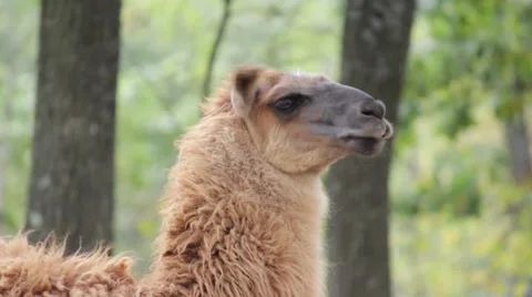 Lama in the wild Stockbeeldmateriaal 56501794