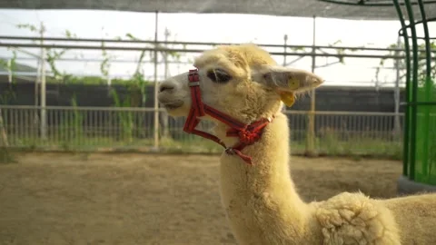 Lama in ZOO Video stock 243407937