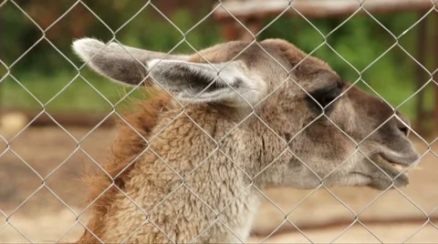 Lama in the Zoo look at camera. Stock-Footage 67391412