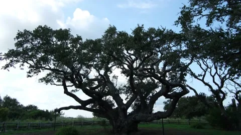 Lamar Tx 1000 year old tree 1 4k Video stock 140473326