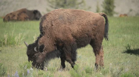 Lamar Valley Bison Stock Footage 27656701