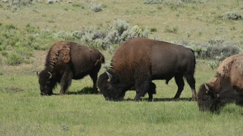 Lamar Valley Bison Stock Footage 27656913
