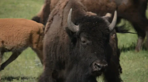 Lamar Valley Bison Stock Footage 27657012