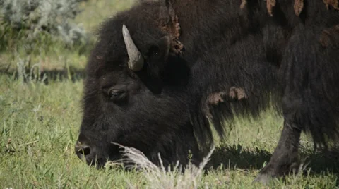 Lamar Valley Bison Stock Footage 27657418