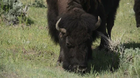 Lamar Valley Bison Stock Footage 27657924