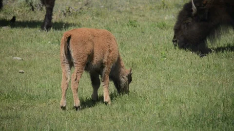 Lamar Valley Bison Vidéo 27658405