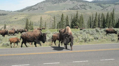 Lamar Valley Bison Stock Footage 27659850
