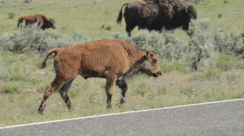 Lamar Valley Bison Video stock 27660370