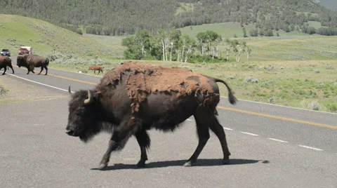 Lamar Valley Bison Vidéo 27661291
