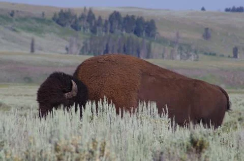 Lamar Valley Bison Foto stock