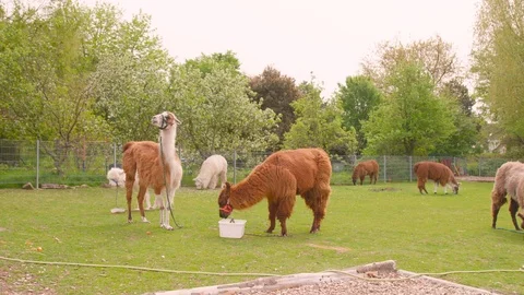 Lamas are eating Stock Footage 107767611