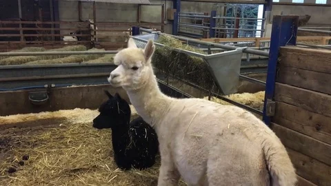 Lamas in the barn Stock-Footage 72634027