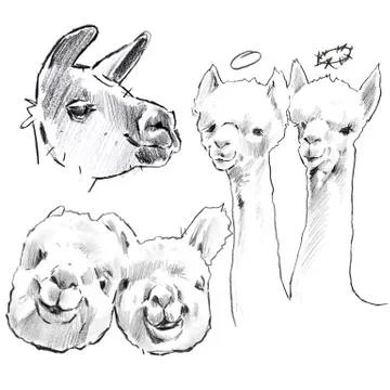 Lamas collabration Stock Illustration