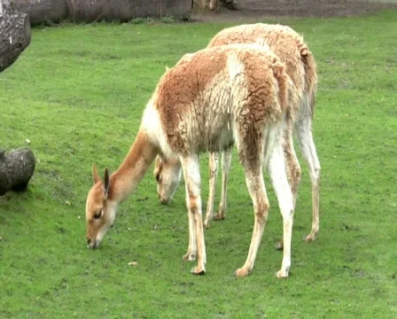 Lamas Vídeo Stock 345645