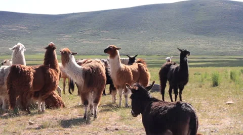 Lamas Stock Footage 24848320