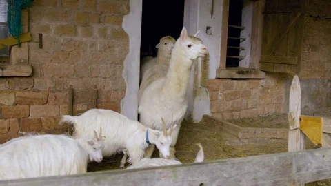 Lamas  Vídeo Stock 124651782