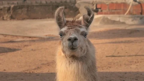 Lama's head Stock Footage 79547201
