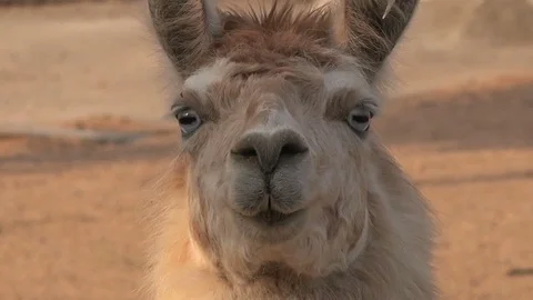 Lama's head Video stock 79547267