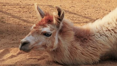 Lama's head Stock-Footage 79547318
