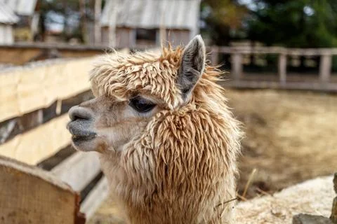 Lama's Head Stock Photos