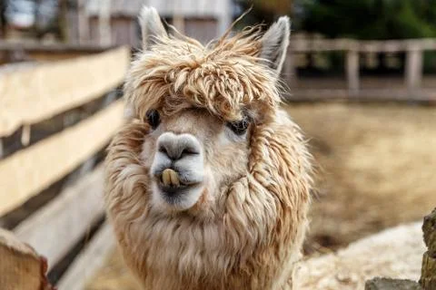 Lama's Head Stock Photos