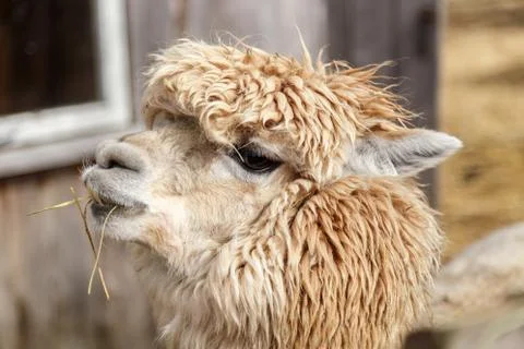 Lama's Head Stock Photos
