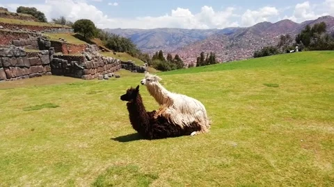 Lamas mating in Peru Stock Footage 156821717