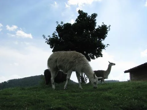 Lamas Foto stock