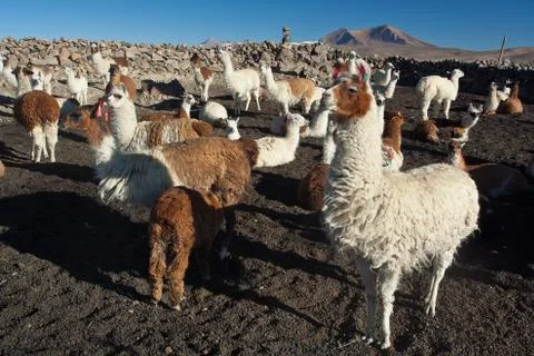 Lamas Stock Photos