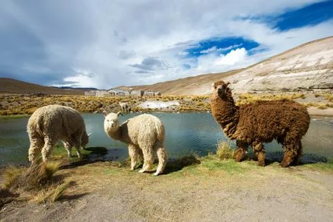 Lamas Stock-Fotos
