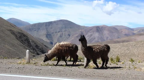 Lamas walking on the side of road in mountain scenery Stock Footage 60732373