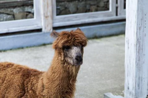 Lamas in a zoo Stock Photos