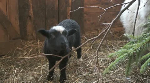 Lamb and branch Stock Footage 22124367