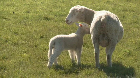 Lamb and ewe close Stock Footage 823298