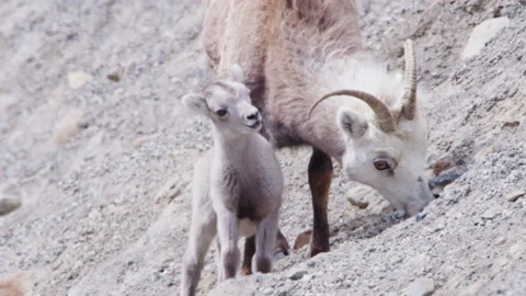 A lamb and a ewe - Dall Sheep in the wild Stock Footage 201752691