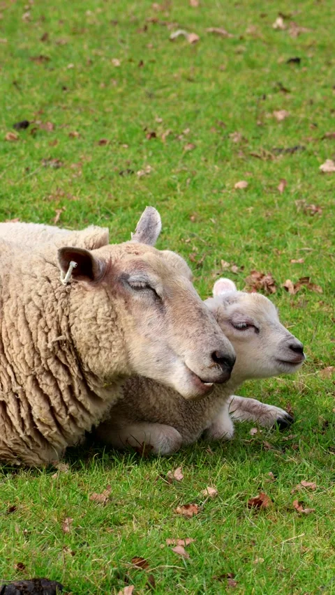 Lamb and ewe lie side by side on pasture and ruminating, Moreton-in-Marsh, The Stock Footage 332444853