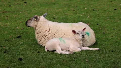 Lamb and ewe lie side by side on pasture and ruminating, Moreton-in-Marsh, The Stock Footage 332444965