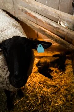 Lamb and ewe Stock Photos