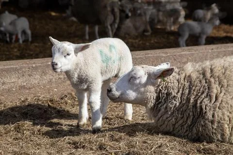 Lamb and Ewe Stock Photos