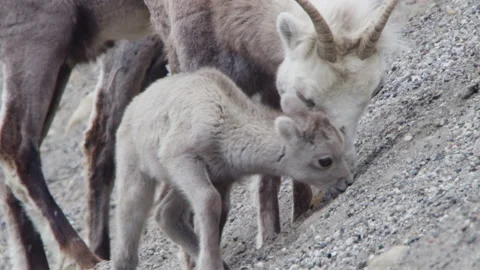 Lamb and ewe in the wild Stock Footage 201819935