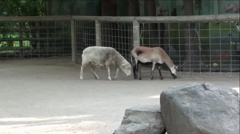 Lamb and Goat Stock-Footage 12044257