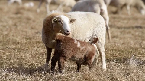 A lamb and its mother Stock Footage 123484871