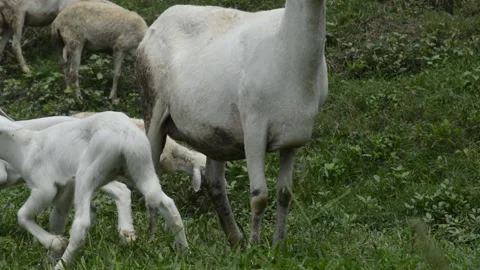 Lamb and its mother Stock-Footage 224256953